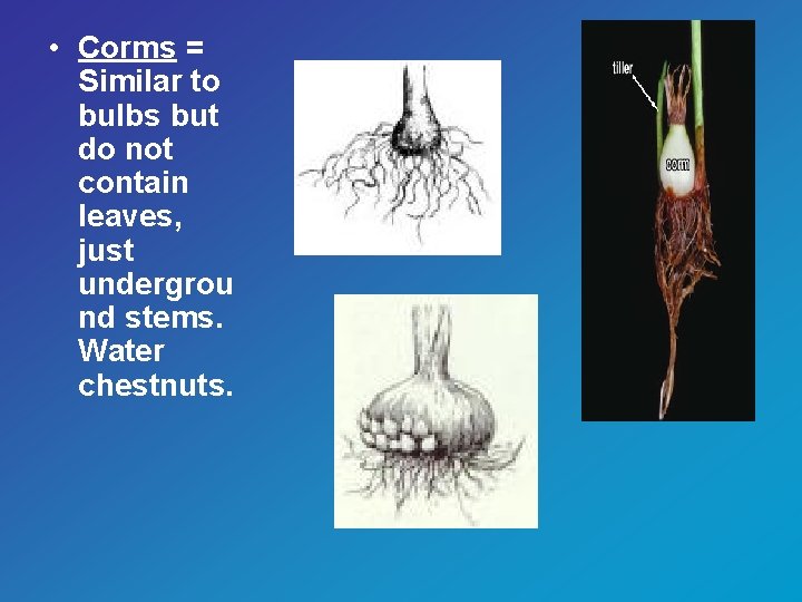  • Corms = Similar to bulbs but do not contain leaves, just undergrou