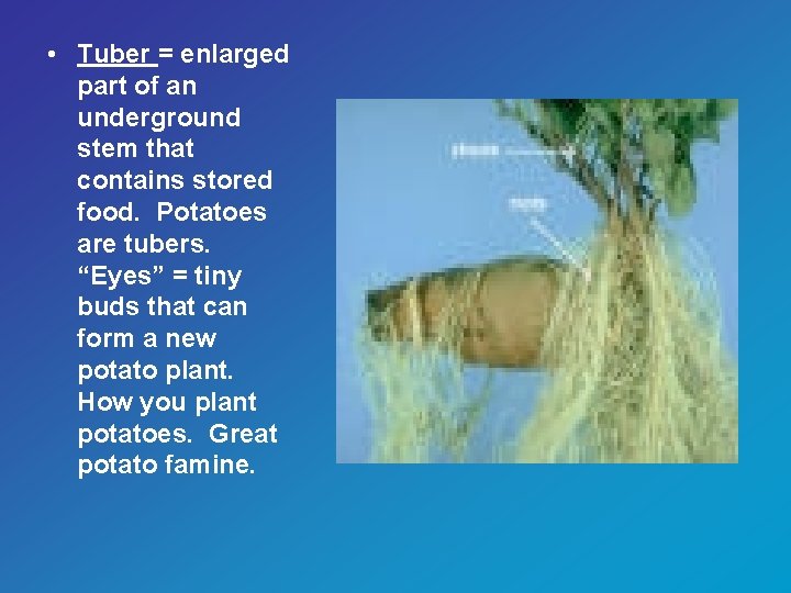  • Tuber = enlarged part of an underground stem that contains stored food.