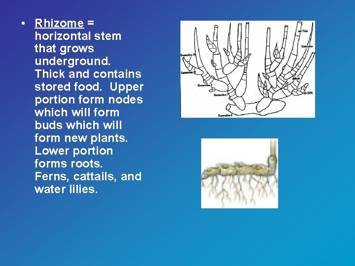  • Rhizome = horizontal stem that grows underground. Thick and contains stored food.