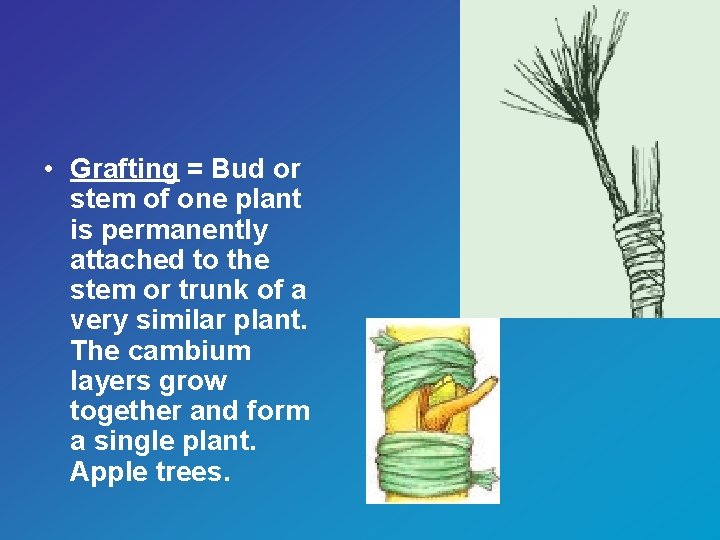  • Grafting = Bud or stem of one plant is permanently attached to