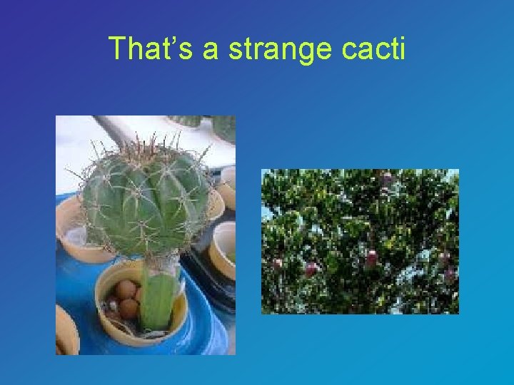 That’s a strange cacti 