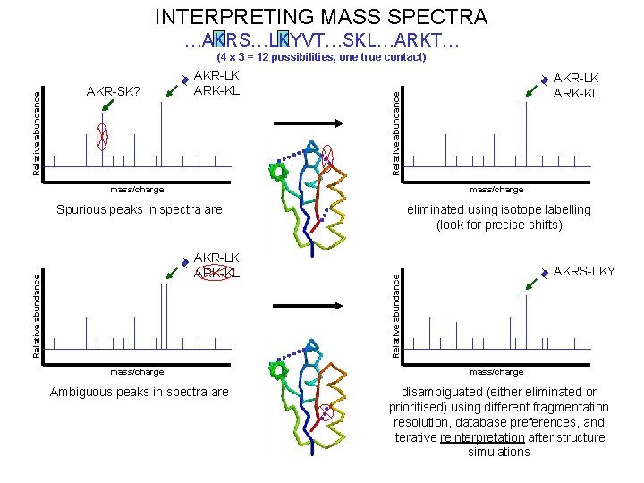 INTERPRETING MASS SPECTRA …AKRS…LKYVT…SKL…ARKT… AKR-LK ARK-KL Relative abundance AKR-SK? mass/charge Spurious peaks in spectra