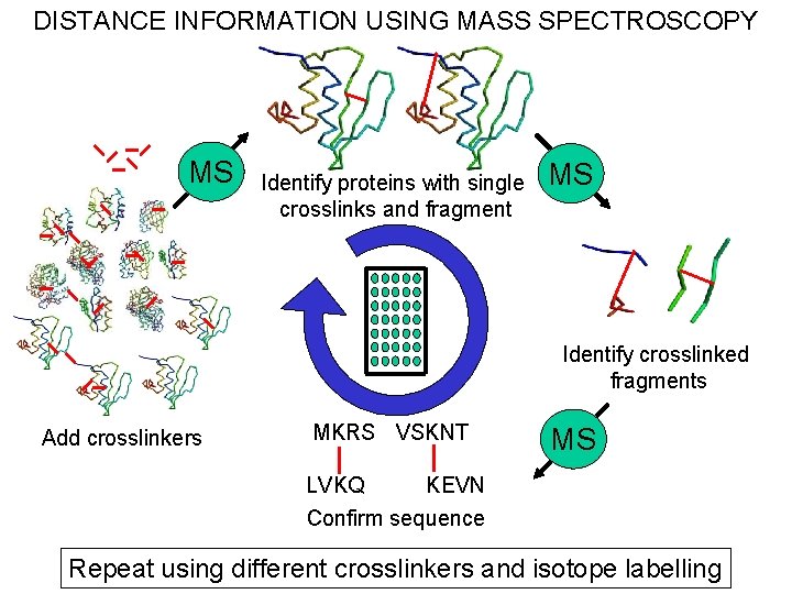 DISTANCE INFORMATION USING MASS SPECTROSCOPY MS Identify proteins with single crosslinks and fragment MS