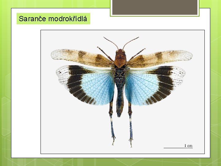 Saranče modrokřídlá 