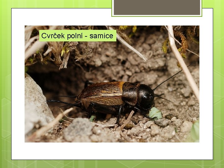 Cvrček polní - samice 