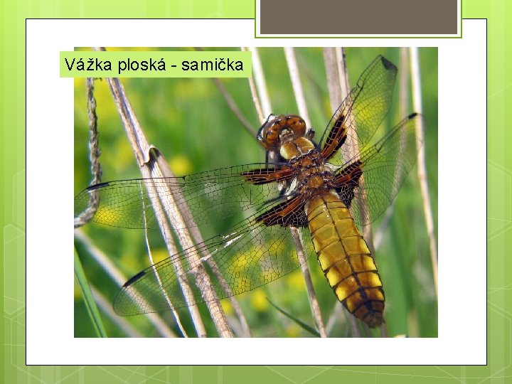 Vážka ploská - samička 