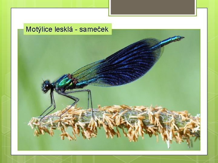 Motýlice lesklá - sameček 