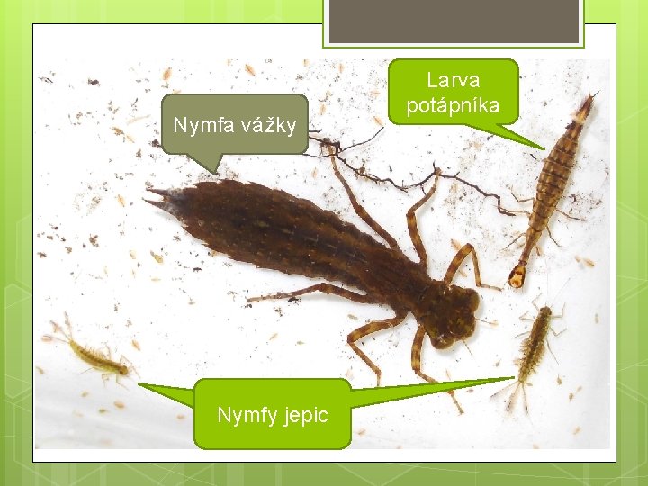 Nymfa vážky Nymfy jepic Larva potápníka 