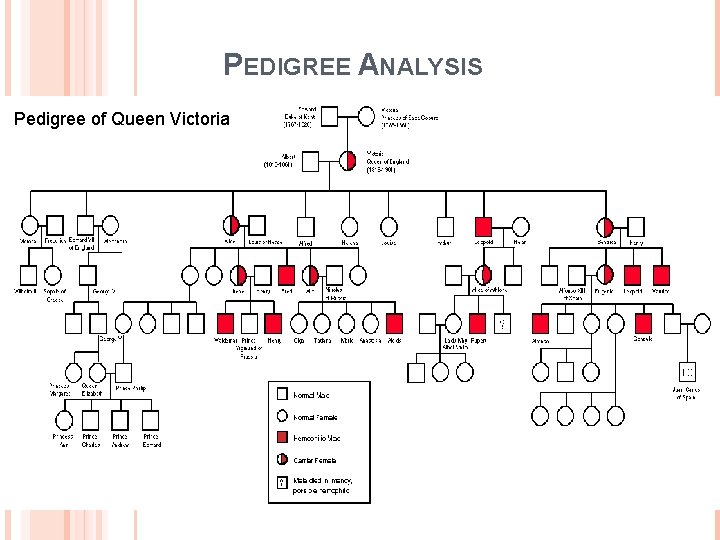 PEDIGREE ANALYSIS Pedigree of Queen Victoria Have you ever seen a family tree… do