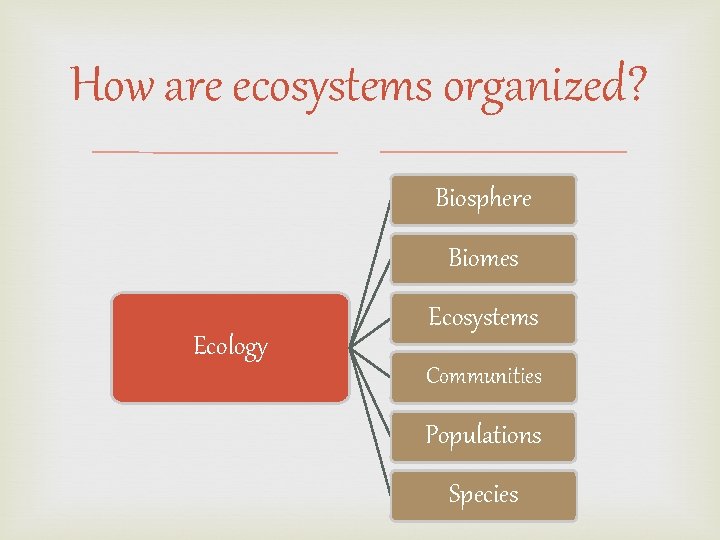How are ecosystems organized? Biosphere Biomes Ecology Ecosystems Communities Populations Species 