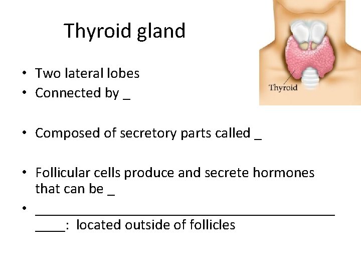 Thyroid gland • Two lateral lobes • Connected by _ • Composed of secretory