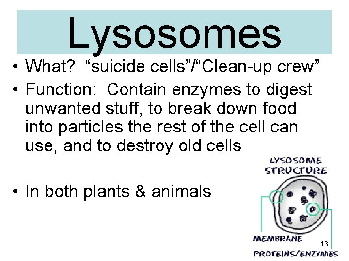 Lysosomes • What? “suicide cells”/“Clean-up crew” • Function: Contain enzymes to digest unwanted stuff,