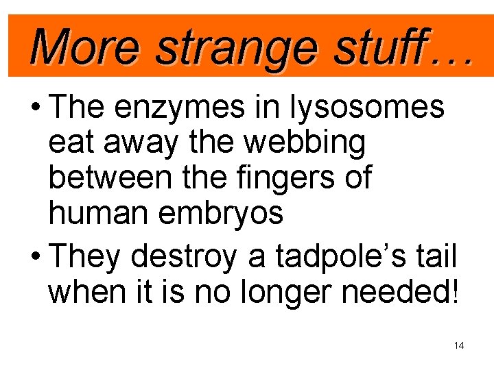 More strange stuff… • The enzymes in lysosomes eat away the webbing between the