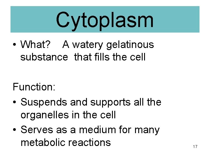 Cytoplasm • What? A watery gelatinous substance that fills the cell Function: • Suspends