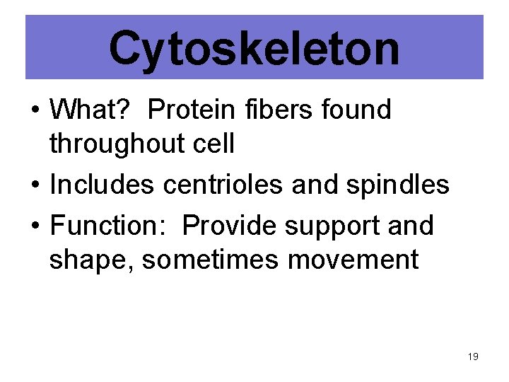 Cytoskeleton • What? Protein fibers found throughout cell • Includes centrioles and spindles •