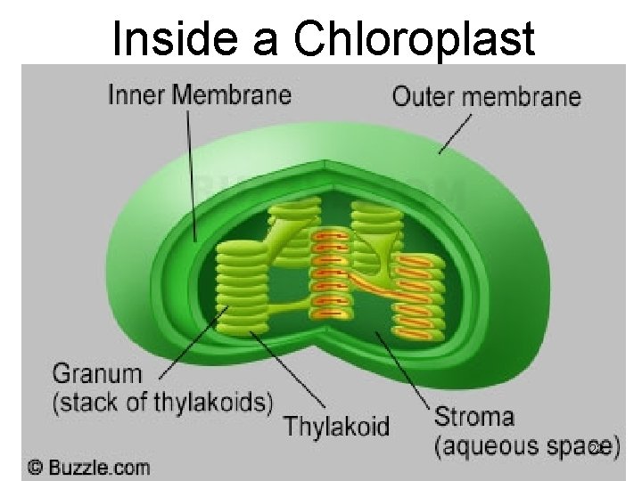 Inside a Chloroplast 22 