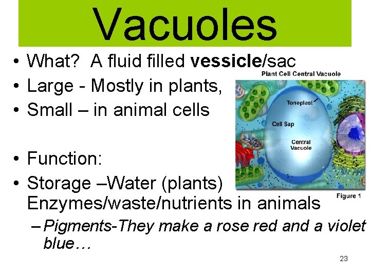 Vacuoles • What? A fluid filled vessicle/sac • Large - Mostly in plants, •