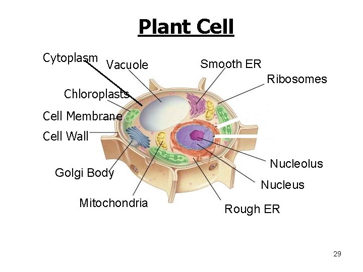 Plant Cell Cytoplasm Vacuole Smooth ER Ribosomes Chloroplasts Cell Membrane Cell Wall Golgi Body