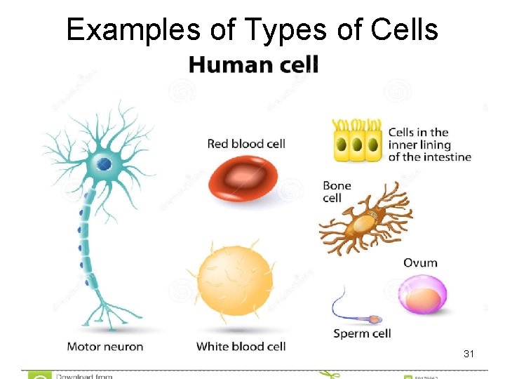 Examples of Types of Cells 31 