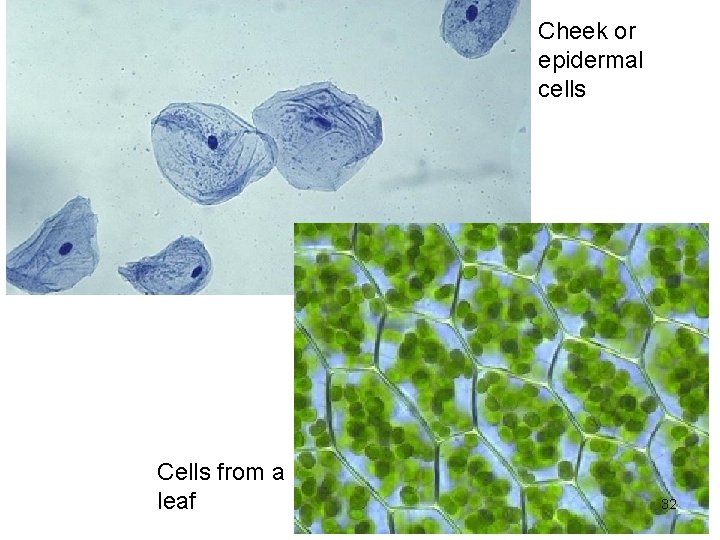 Cheek or epidermal cells Cells from a leaf 32 