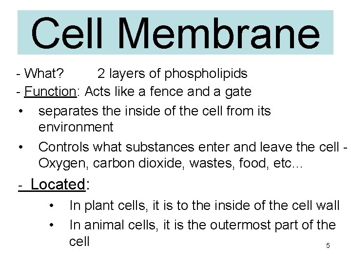 Cell Membrane - What? 2 layers of phospholipids - Function: Acts like a fence