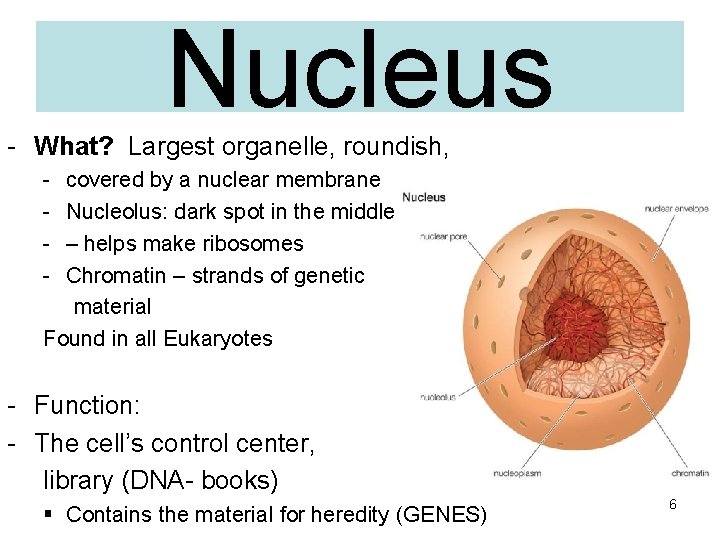 Nucleus - What? Largest organelle, roundish, - covered by a nuclear membrane Nucleolus: dark