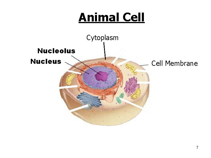 Animal Cell Cytoplasm Nucleolus Nucleus Go to Section: Cell Membrane 7 