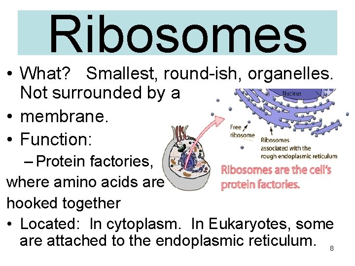 Ribosomes • What? Smallest, round-ish, organelles. Not surrounded by a • membrane. • Function: