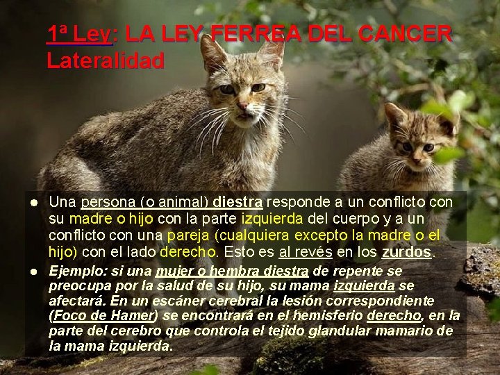 1ª Ley: LA LEY FERREA DEL CANCER Lateralidad l Una persona (o animal) diestra