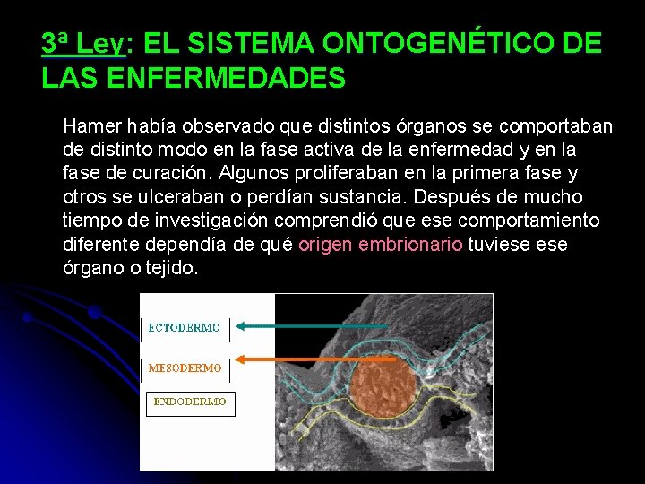 3ª Ley: EL SISTEMA ONTOGENÉTICO DE LAS ENFERMEDADES Hamer había observado que distintos órganos