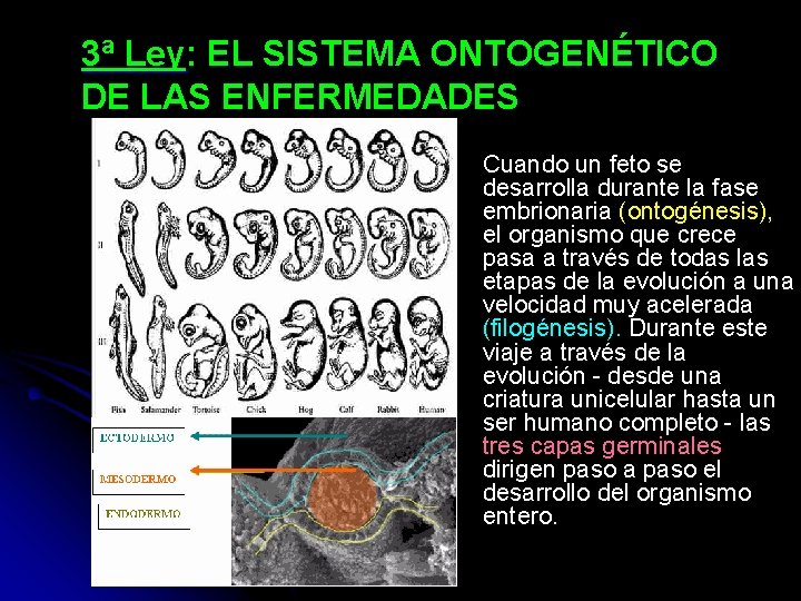 3ª Ley: EL SISTEMA ONTOGENÉTICO DE LAS ENFERMEDADES Cuando un feto se desarrolla durante