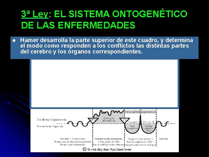 3ª Ley: EL SISTEMA ONTOGENÉTICO DE LAS ENFERMEDADES l Hamer desarrolla la parte superior