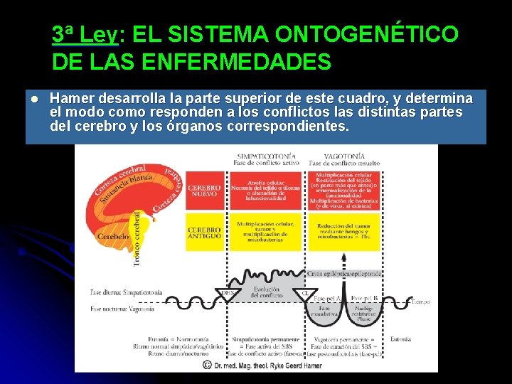 3ª Ley: EL SISTEMA ONTOGENÉTICO DE LAS ENFERMEDADES l Hamer desarrolla la parte superior