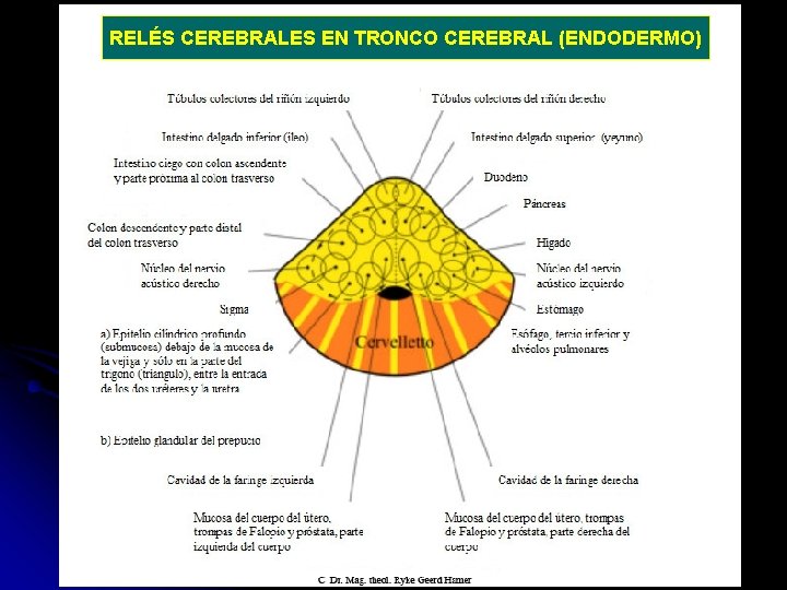 RELÉS CEREBRALES EN TRONCO CEREBRAL (ENDODERMO) 