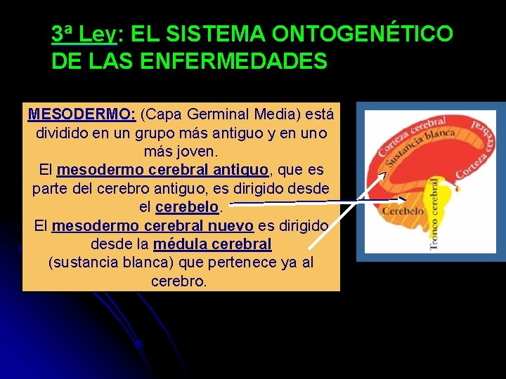 3ª Ley: EL SISTEMA ONTOGENÉTICO DE LAS ENFERMEDADES MESODERMO: (Capa Germinal Media) está dividido