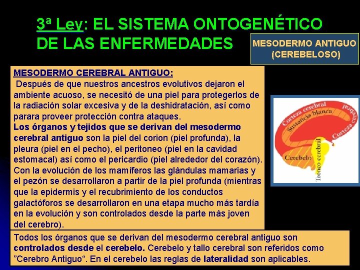 3ª Ley: EL SISTEMA ONTOGENÉTICO DE LAS ENFERMEDADES MESODERMO ANTIGUO (CEREBELOSO) MESODERMO CEREBRAL ANTIGUO: