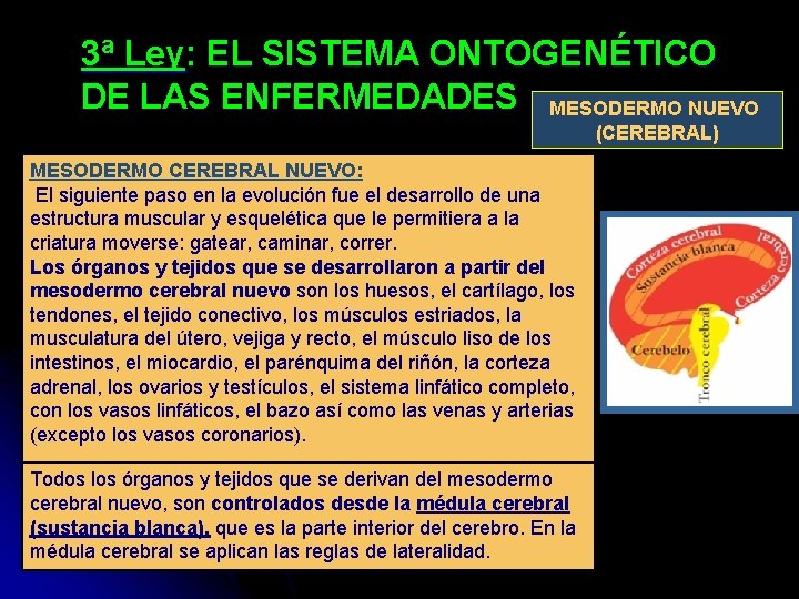 3ª Ley: EL SISTEMA ONTOGENÉTICO DE LAS ENFERMEDADES MESODERMO NUEVO (CEREBRAL) MESODERMO CEREBRAL NUEVO: