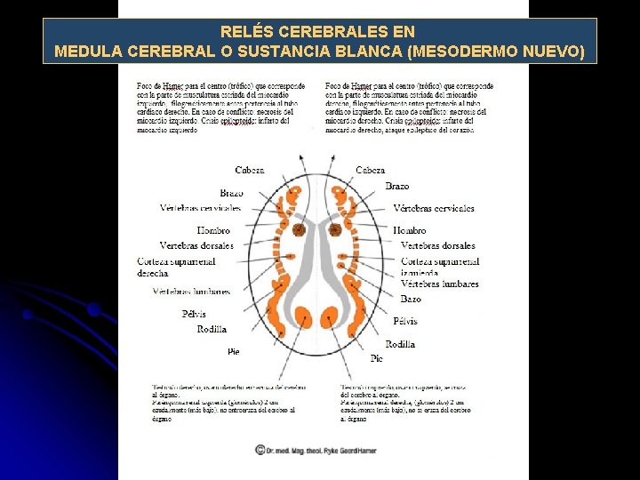 RELÉS CEREBRALES EN MEDULA CEREBRAL O SUSTANCIA BLANCA (MESODERMO NUEVO) 