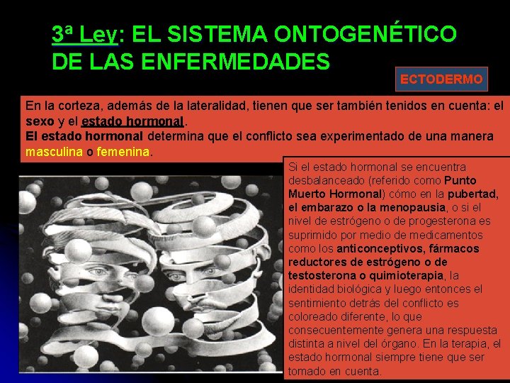 3ª Ley: EL SISTEMA ONTOGENÉTICO DE LAS ENFERMEDADES ECTODERMO En la corteza, además de