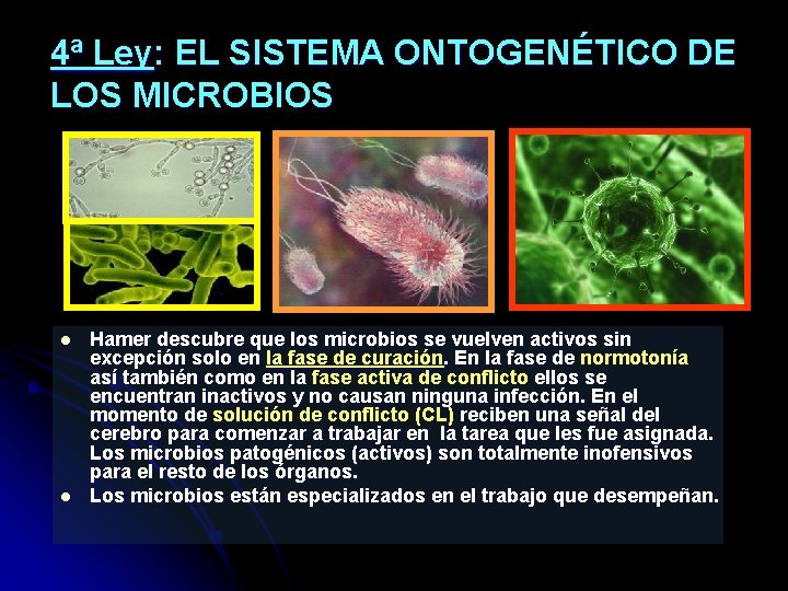 4ª Ley: EL SISTEMA ONTOGENÉTICO DE LOS MICROBIOS l l Hamer descubre que los