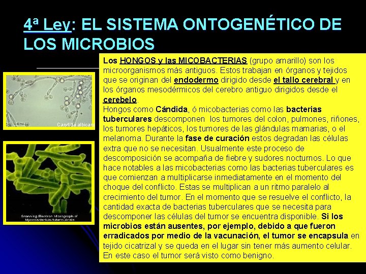 4ª Ley: EL SISTEMA ONTOGENÉTICO DE LOS MICROBIOS Candida albicans Los HONGOS y las