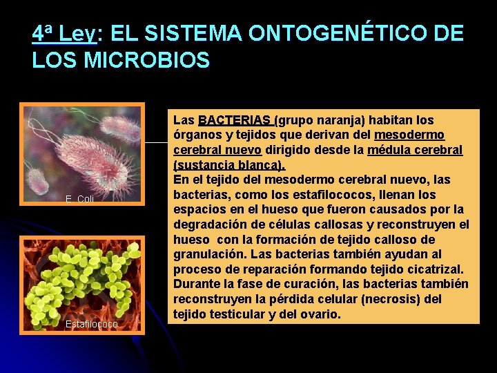 4ª Ley: EL SISTEMA ONTOGENÉTICO DE LOS MICROBIOS E. Coli Estafilococo Las BACTERIAS (grupo