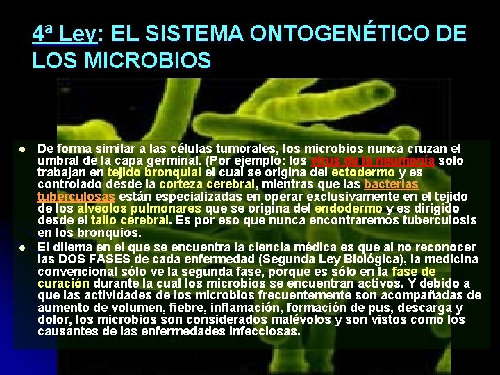 4ª Ley: EL SISTEMA ONTOGENÉTICO DE LOS MICROBIOS l l De forma similar a