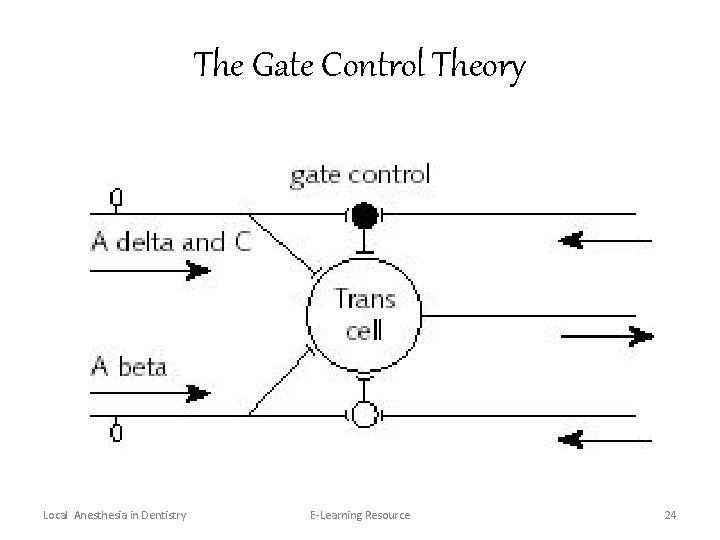 The Gate Control Theory Local Anesthesia in Dentistry E-Learning Resource 24 