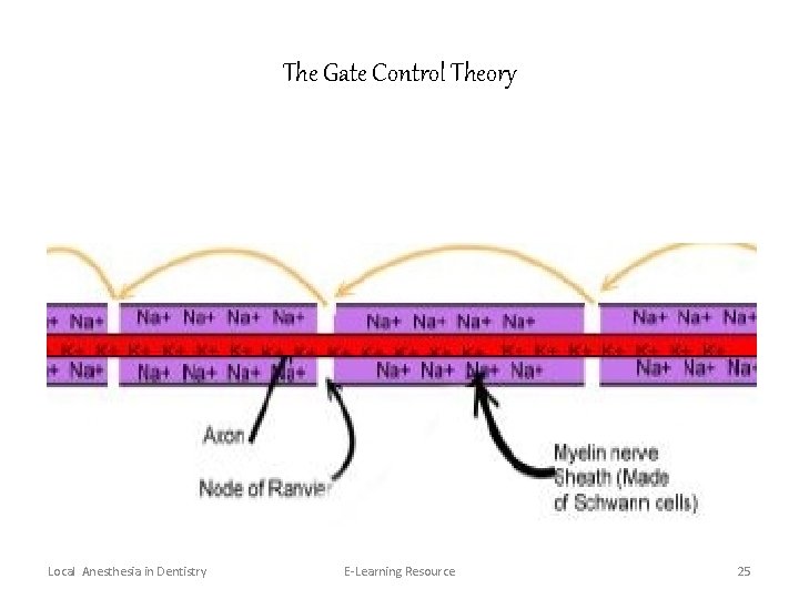 The Gate Control Theory Local Anesthesia in Dentistry E-Learning Resource 25 