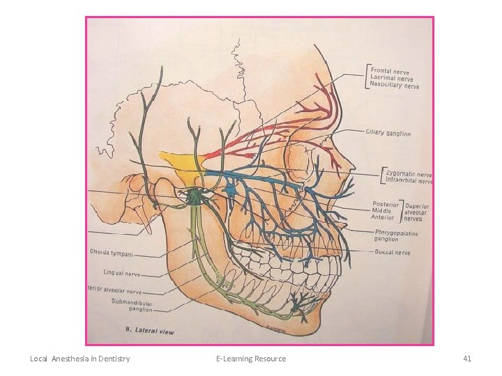 Local Anesthesia in Dentistry E-Learning Resource 41 