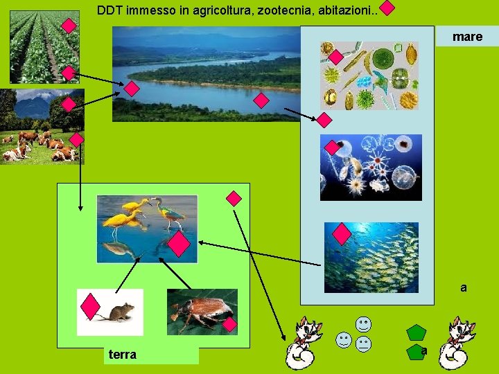 DDT immesso in agricoltura, zootecnia, abitazioni. . mare a terra a 