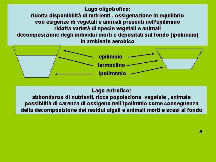 Lago oligotrofico: ridotta disponibilità di nutrienti , ossigenazione in equilibrio con esigenze di vegetali