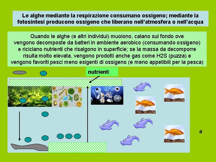 Le alghe mediante la respirazione consumano ossigeno; mediante la fotosintesi producono ossigeno che liberano