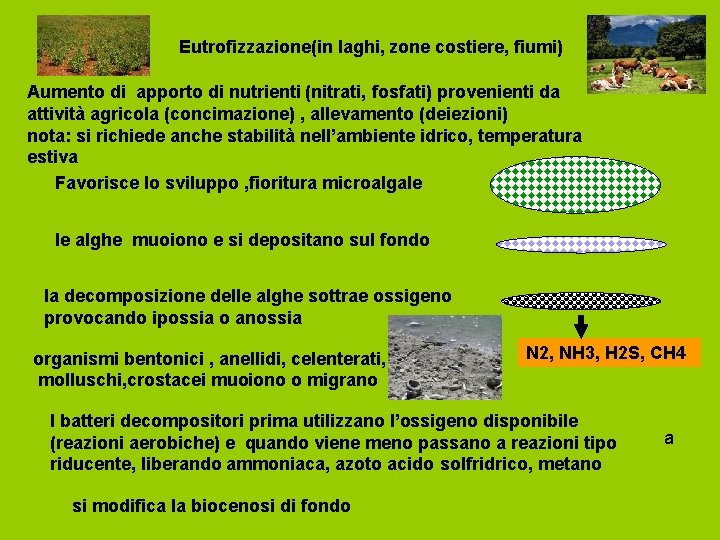 Eutrofizzazione(in laghi, zone costiere, fiumi) Aumento di apporto di nutrienti (nitrati, fosfati) provenienti da